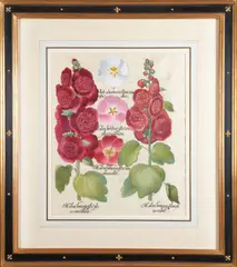 Basil Besler, Two plates from Hortus Eystettensis (1613), hand-colored engraving
