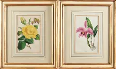 James Andrews, Set of six framed botanical engravings, zincograph with watercolor