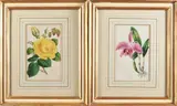 James Andrews, Set of six framed botanical engravings, zincograph with watercolor