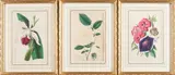 James Turpin Hart, Set of twelve framed botanical prints,