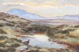 Philip Rickman, Fotheringham Spring with grouse and teal, watercolour and gouache