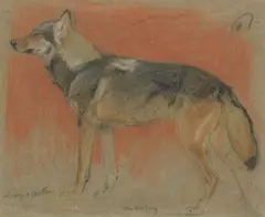 Winifred Austen, Study of a wolf, pastel and pencil on coloured paper