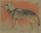 Winifred Austen, Study of a wolf, pastel and pencil on coloured paper