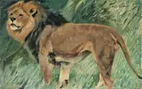 Wilhelm Kuhnert, Löwe