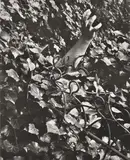 Édouard Boubat, Hand
