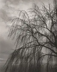 Olive Cotton, i. Willows, two silver gelatin prints