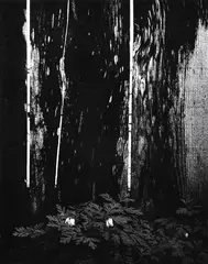 Dark Forest, by Ryuijie Douglas, circa 1980s, platinum/palladium print, sold Dec 2013