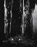 Ryuijie Douglas, Dark Forest,, circa 1980s, platinum/palladium print