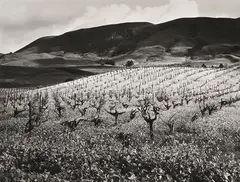 Ryuijie Douglas, Vineyard-Friemont, CA,, 1986, toned silver gelatin print