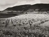Ryuijie Douglas, Vineyard-Friemont, CA,, 1986, toned silver gelatin print