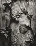 Ryuijie Douglas, Tribute, toned silver gelatin print