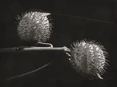 Flower study, by Ryuijie Douglas, circa 1980s, silver gelatin print, sold Dec 2013