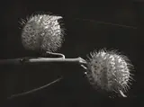 Ryuijie Douglas, Flower study,, circa 1980s, silver gelatin print