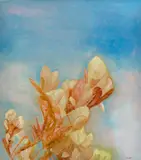 Richard Dunlop, Hinterland Magnolia, 1999, oil on canvas