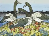 Aileen Brown, Magpie Geese