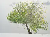 David Rose, Another Autumn Mulberry, 1990, screenprint 28/90