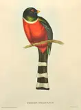 John Gould, Trogon Mexicanus