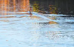 Christine Lawrence, Sculler on the Torrens, Pulling Away, 1982, acrylic on canvas