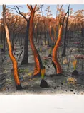 David Rose, After the Fires at Kariong, 1989, screenprint 28/90