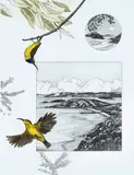 Pamela Griffith, Tropical Sun Bird and Whitsunday Passage, hand coloured etching 53/60