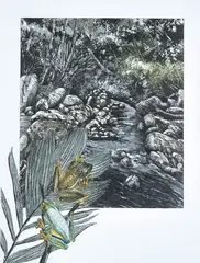 Pamela Griffith, Rocket Frog and Dainty Tree Frog, hand coloured etching 36/60