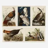 John James Audubon, Five works from the Birds of America series
