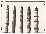 Karl Blosfeldt, Equisetum Hiemale, Winterschachtelhalm