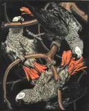 Norbertine Bresslern-Roth, Great Parrots