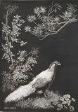 Lionel Lindsay, The Silver Pheasant