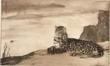 William Hunter, The Leopard, 1953, etching 5/25
