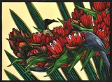Leslie van der Sluys, Noisy Friar Birds and Giant Queensland Spear Lily, 1996-2002, hand-coloured linocut A/P (D)