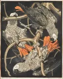 Norbertine Bresslern-Roth, Three Cockatoos