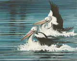 Paul Margocsy, Pelicans, watercolour
