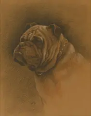 Untitled by Herbert Dicksee, STUDY FOR THE ETCHING 'A BRITSH BULLDOG', sold Jun 2019