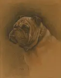 Herbert Dicksee, Untitled, STUDY FOR THE ETCHING 'A BRITSH BULLDOG'