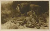 Herbert Dicksee, Untitled, LIONS Etching on vellum