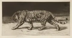 Untitled by Herbert Dicksee, Herbert Thomas Dicksee RE (1862-1942) A BENGAL TIGER Etching, sold Jun 2019