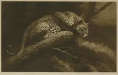 Untitled by Herbert Dicksee, A CROUCHING LEOPARD Dry point etching on Japanese vellum, sold Jun 2019
