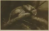Herbert Dicksee, Untitled, A CROUCHING LEOPARD Dry point etching on Japanese vellum