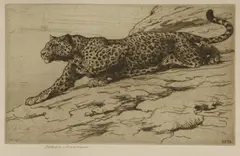 Herbert Dicksee, Untitled, Herbert Thomas Dicksee RE (1862-1942) LEOPARD ON HILLSIDE Etching
