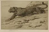 Herbert Dicksee, Untitled, Herbert Thomas Dicksee RE (1862-1942) LEOPARD ON HILLSIDE Etching