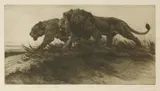 Herbert Dicksee, Untitled, A LION AND LIONESS Dry point etching on Japan paper