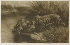 Untitled by Herbert Dicksee, TWO TIGERS Etching on vellum, sold Jun 2019