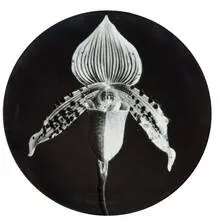 Robert Mapplethorpe, Orchid and Calla Lily Plates (2), 1989, Glazed porcelain
