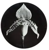 Robert Mapplethorpe, Orchid and Calla Lily Plates (2), 1989, Glazed porcelain