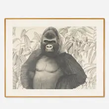 Tom Palmore, Gorilla, c. 1975, graphite on paper
