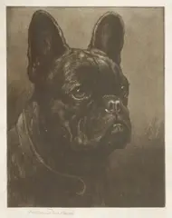 Untitled by Herbert Dicksee, Herbert Thomas Dicksee RE (1862-1942) A FRENCH BULLDOG Etching on vellum, sold Jun 2019