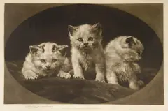Herbert Dicksee, Untitled, Herbert Thomas Dicksee RE (1862-1942) THREE LITTLE KITTENS Aquatint