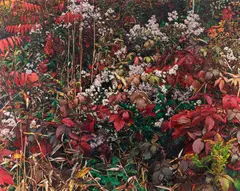 John Wawrzonek, Wild Leaf and Flower, 1998, Dye transfer print; titled