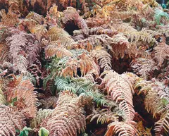 John Wawrzonek, Ferns with Frost at Sunrise, 1977, Dye transfer print; titled